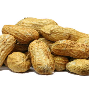 Peanut PNG