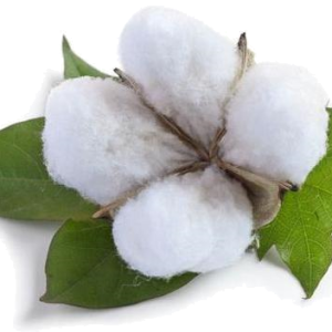 Cotton PNG