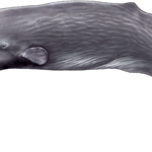Sperm whale PNG
