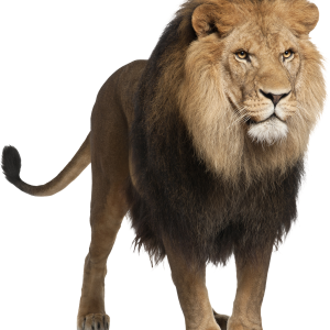 Lion PNG