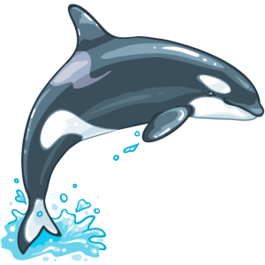 Killer whale PNG