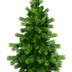 Fir-tree PNG image
