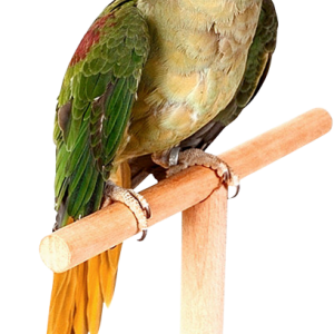 Parrot PNG image