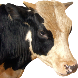 cow PNG