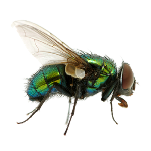 green fly PNG image