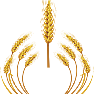 Wheat PNG