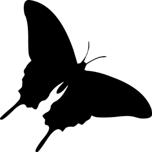 Moth PNG