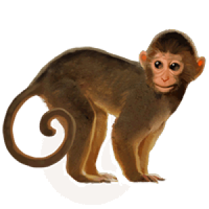Monkey PNG