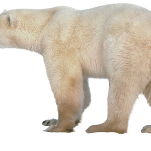 Polar white bear PNG