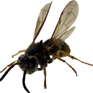 Bee PNG image