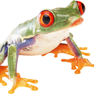 Frog PNG