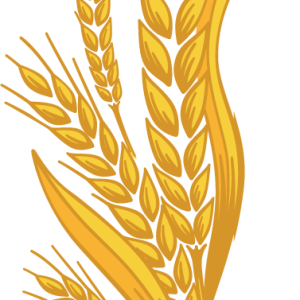 Wheat PNG