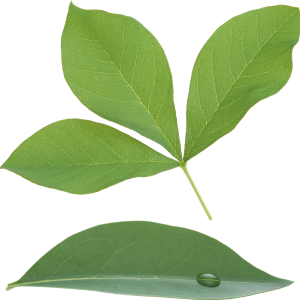 Green leaf PNG