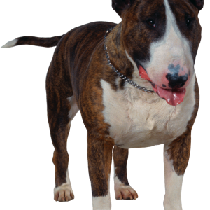 Dog PNG
