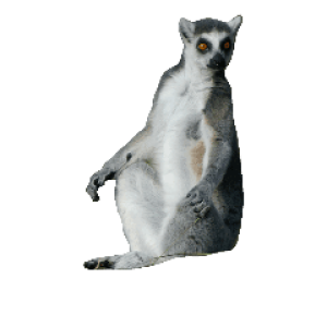 Lemur PNG
