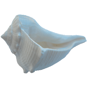 Conch PNG