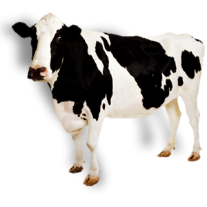 Cow PNG image