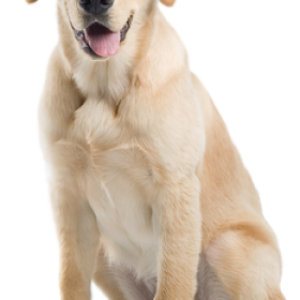Labrador Retriever PNG