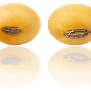 Soybean PNG