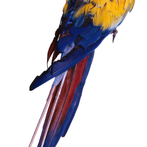 Parrot PNG images, free download