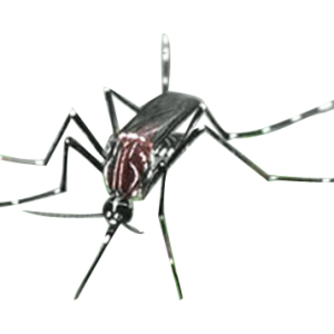 Mosquito PNG