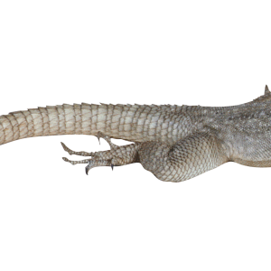 Lizard PNG