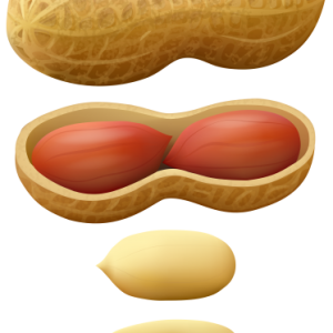 Peanut PNG