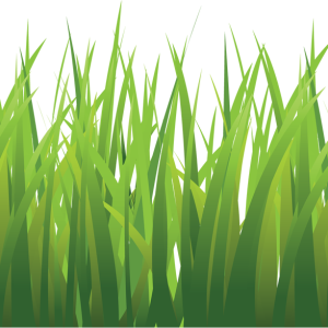 grass png image, green grass PNG picture