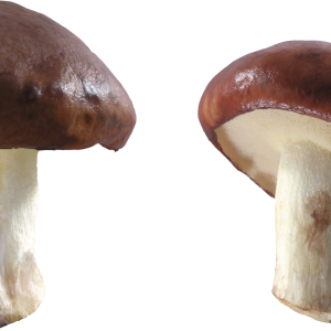 Mushroom PNG image