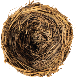 Nest PNG