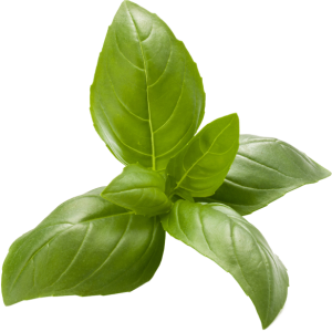 Basil PNG