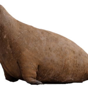 Walrus PNG image