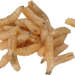Maggots PNG