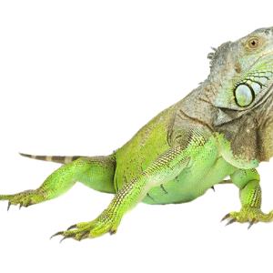 Iguana PNG