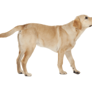 Labrador Retriever PNG