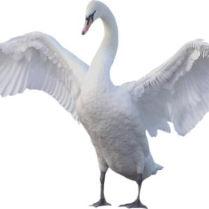Swan PNG