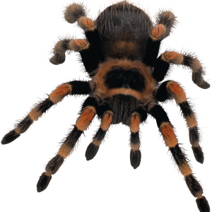 Spider PNG image