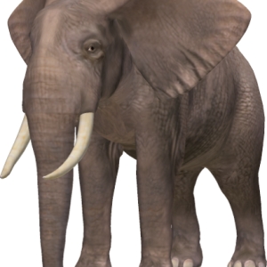 Elephant PNG
