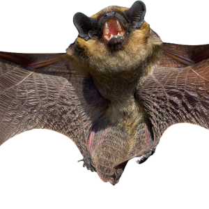 Bat PNG