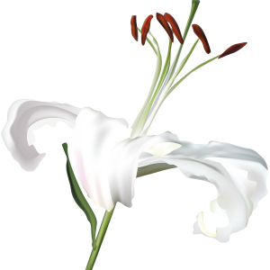 Lilium PNG