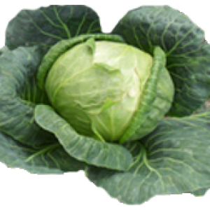 Cabbage PNG image
