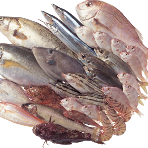 Fish PNG
