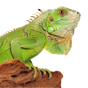 Iguana PNG