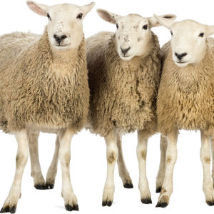 sheeps PNG image