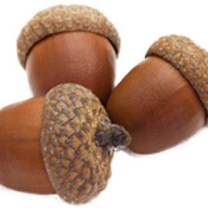 Acorn PNG image