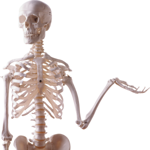 Skeleton PNG