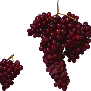 Red grape PNG image