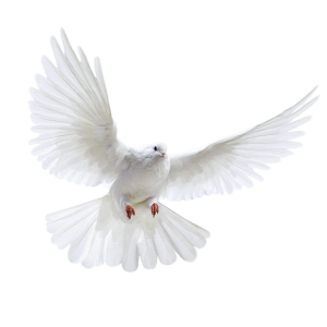 white dove pigeon PNG