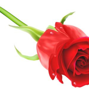 Rose PNG