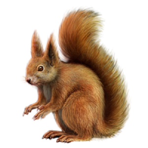 Squirrel PNG